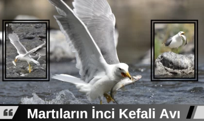 Martıların İnci Kefali Avı