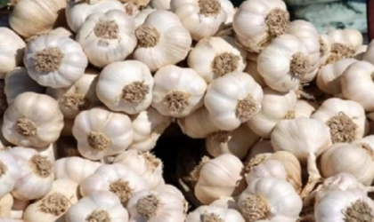 Sarımsağa coğrafi işaret geldi