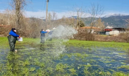 Yağış sonrası vektörle mücadele sürüyor