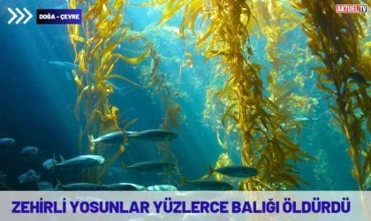 Zehirli Yosunlar, Yüzlerce Balığı Öldürdü