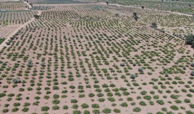 Deprem ve Aşırı Sıcaklar Üzümdeki Rekolteyi Düşürdü