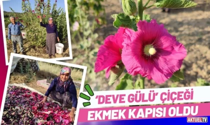 ‘Deve Gülü’ Çiçeği Ekmek Kapısı Oldu