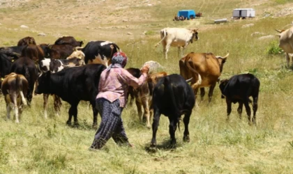 Hayvancılıkta Bir İlk! Çoban Haritası Oluşturuluyor