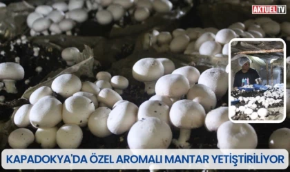 Kapadokya'da Özel Aromalı Mantar Yetiştiriliyor