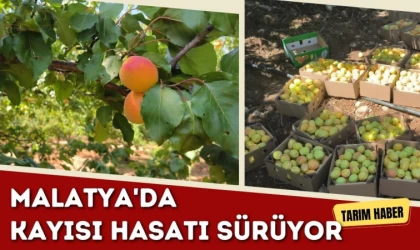 Malatya’da kayısı hasadı sürüyor