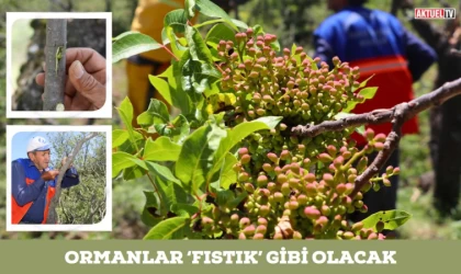 Ormanlar ‘Fıstık’ Gibi Olacak