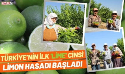 Türkiye’nin İlk 'Lime' Cinsi Limon Hasadı Başladı