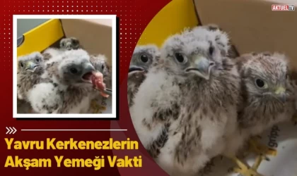 Yavru Kerkenezlerin Akşam Yemeği Vakti