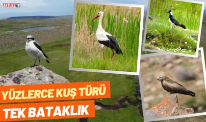 Yüzlerce Kuş Tek Bataklık