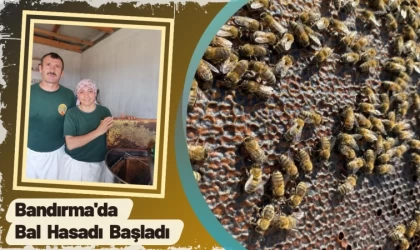 Bandırma'da Bal Hasadı Başladı