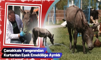 Çanakkale Yangınından Kurtarılan Eşek Emekliliğe Ayrıldı