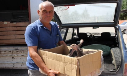 Çekirge İstilasına Hindili Çözüm