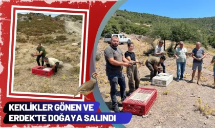 Keklikler Gönen ve Erdek’te Doğaya Salındı