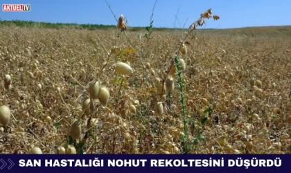 San Hastalığı Nohut Rekoltesini Düşürdü