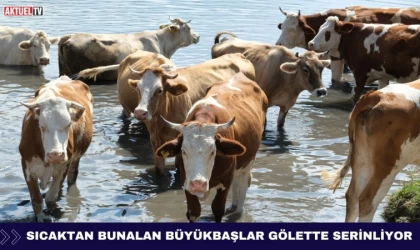 Sıcaktan Bunalan Büyükbaşlar Gölette Serinliyor