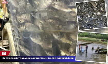 Üretilen Milyonlarca Sazan Farklı İllere Gönderiliyor
