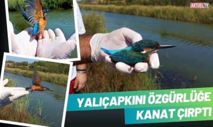 Yalıçapkını Özgürlüğe Kanat Çırptı
