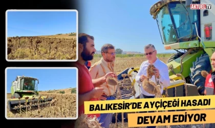 Balıkesir’de Ayçiçeği Hasadı Devam Ediyor
