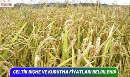 Çeltik Biçme ve Kurutma Fiyatları Belirlendi