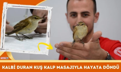Kalbi Duran Kuş Kalp Masajıyla Hayata Döndü