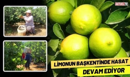 Limonun Başkentinde Hasat Devam Ediyor