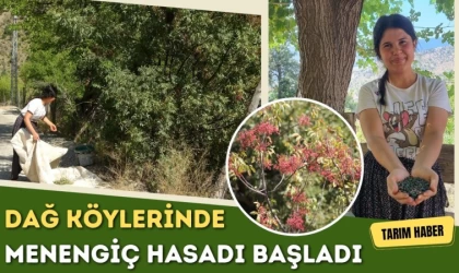 Menengiç Hasadı Başladı