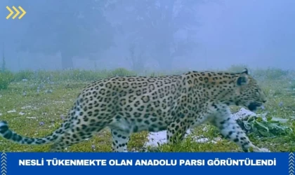 Nesli Tükenmekte Olan Anadolu Parsı Görüntülendi