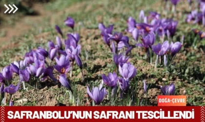 Safranbolu’nun Safranı Tescillendi