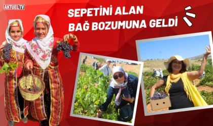 Sepetini Alan Bağ Bozumuna Geldi