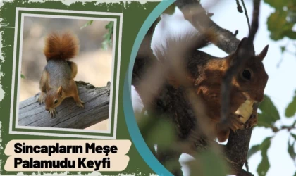 Sincapların Meşe Palamudu Keyfi