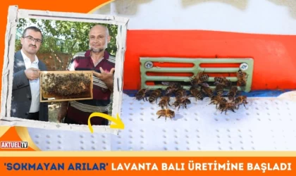 'Sokmayan Arılar' Lavanta Balı Üretimine Başladı