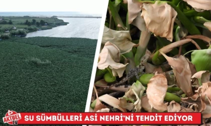 Su Sümbülleri Asi Nehri’ni Tehdit Ediyor