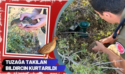 Tuzağa Takılan Bıldırcın Kurtarıldı