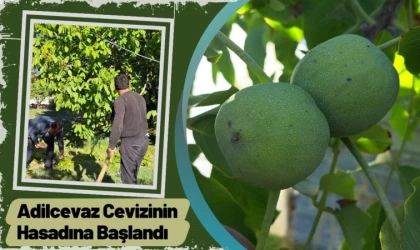 Adilcevaz Cevizinin Hasadına Başlandı