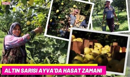Altın Sarısı Ayva’da Hasat Zamanı
