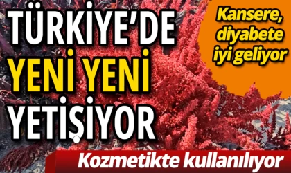 Amarant Bitkisinin Faydaları Saymakla Bitmiyor