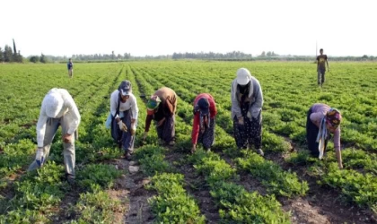 Çiftçi Kadınların Günü Tarlada Kutlandı