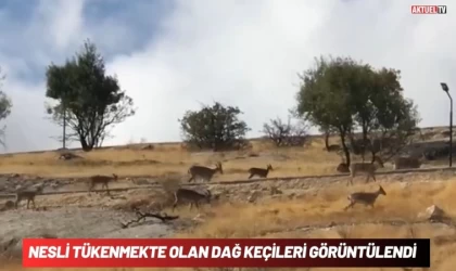 Nesli Tükenmekte Olan Dağ Keçileri Görüntülendi