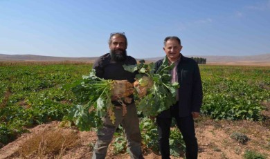 Şeker Pancarı Yüz Güldürüyor