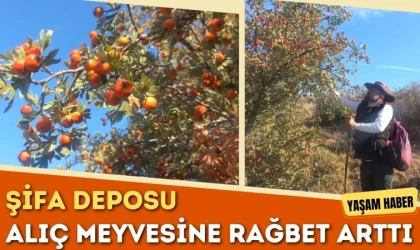 Şifa Deposu Alıç Meyvesine Rağbet Arttı