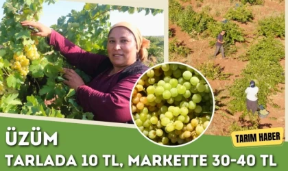 Üzüm Tarlada 10 TL, Markette 30-40 TL