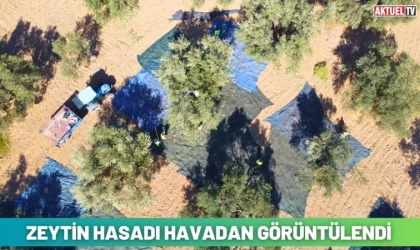 Zeytin Hasadı Havadan Görüntülendi