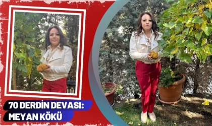 70 Derdin Devası: Meyan Kökü