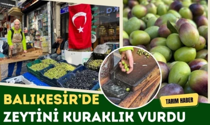 Balıkesir’de Zeytini Kuraklık Vurdu