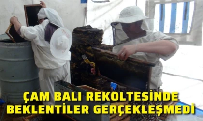 Çam Balı Rekoltesinde Beklentiler Gerçekleşmedi