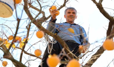 Çiftçilerde ’Hurma’ Hasadı Sevinci Yaşanıyor