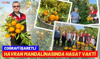 Havran Mandalinasında Hasat Vakti