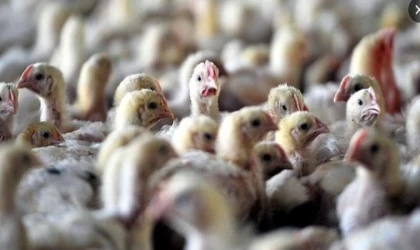 Japonya’da Kuş Gribi: 72 Bin Kümes Hayvanı Telef Olacak