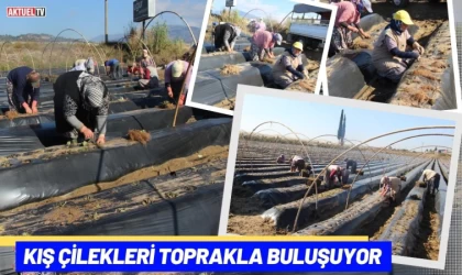 Kış Çilekleri Toprakla Buluşuyor