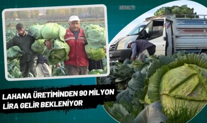 Lahana Üretiminden 90 Milyon Lira Gelir Bekleniyor